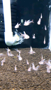 Whitefin Ornatus Tetra /Ornamental fish/Freshwater/Readystock