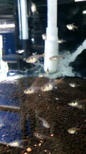 Golden Phantom Tetra/Ornamental fish/Freshwater/Readystock