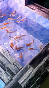 Assorted Butterfly Koi/Ornamental fish/Freshwater/Readystock