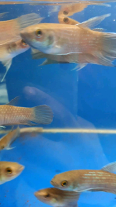 Pugnax Betta/Wild Betta/Ornamental fish/Freshwater/Readystock