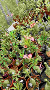 Adenium Kemboja Bonsai ID 967/富贵花