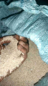 Pasir Pantai Asli Halus Karungan: Opsi Pasir Pantai 10/20 KG