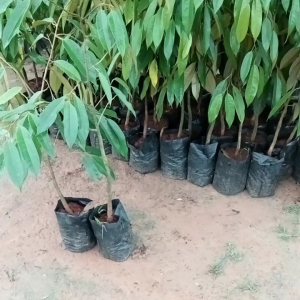 ทุเรียนหนามดำ