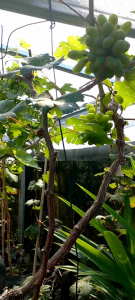 Bibit anggur import jupiter terlaris dan mudah berbuah