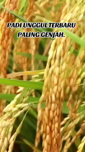 Bibit padi INPARI SUPER GENJAH Berkualitas kemasan (1KG) padi cepat panen 70-75 hst..