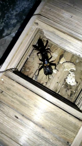 Paket 5 - 10  jangkrik kalung bonus kandang bambu jangkrik Jaliteng  jangkrik jrabang jangkrik aduan jangkrik kalung