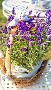 English Lavender 5 seeds 英国薰衣草种子 5粒 (Plant Height: 60cm)
