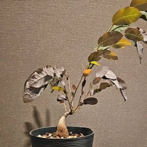 Phyllanthus Mirabilis Large size house plant