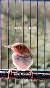 pakan burung ciblek pleci prenjak gacor dor maximal
