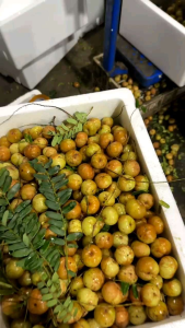 1 kg Quả mắc kham (me ngọt ) giòn tan ngọn ngọt đặc sản núi rừng phía bắc hoa quả ăn vặt ngon