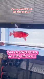 Bóng Đèn led MAYIN  super colour plus chuyên dụng cho huyết long màu đỏ Plus  112cm