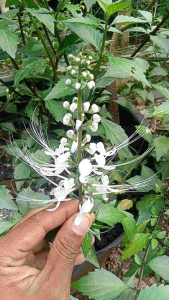 Kumis Kucing Herbal Segar Spesial (Neto 350Gram) Alternatif Alami Suplemen Kesehatan