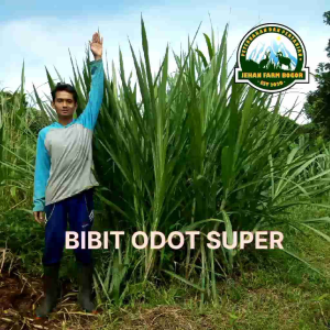 Bibit rumput odot super asli 1 kg odot jumbo