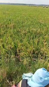 Benih padi CIBATU 06 kemasan 5kg