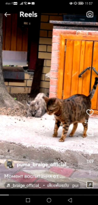 ขาสั้นสไตล์ ผ้านอกซักยับสีไม่ตก ยอดนิยม เป็นสีน้ำเงิน ผู้ชาย วัยเล็กน้อย คุณสมบัติของคุณ