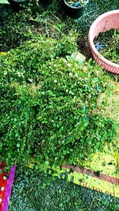 หญ้าต่างเหรียญ ขายเป็นกำ กำใหญ่กิ่งยาว มี80-90กิ่ง หญ้าใบต่างเหรียญ ใบต่างเหรียญ หญ้าคลุมหน้าดิน หญ้าสนาม หญ้าคุมวัชพืช หญ้าปลูกในร่มได้ ทนแร้งทนฝน หญ้าไม่ต้องตัด