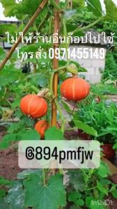 เมล็ดฟักทองญี่ปุ่นสีส้มเมล็ดพันธุ์ 🥦ฟักทองญี่ปุ่น (Japanese pumpkin) 20-25เมล็ด