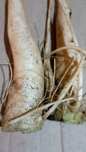 Akar pepaya khusus pepaya gantung 500 gram