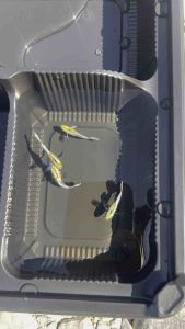 ปลาหางนกยูงสายพันธุ์ สโนท์ไอซ์  Dumbo Snow lce สายอ่างบัว 1คู่