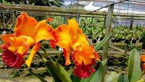 แคทรียา Asian sunrise กล้วยไม้ใหม่