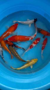 🇯🇵 JAPAN KOI 25-30cm sizes  11pcs COMBO OFFER ONE SHOT GO at 2988 + shipping 80 ( 2 boxes )