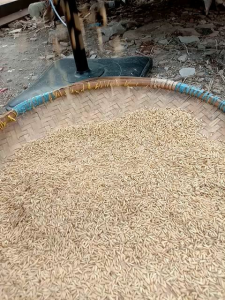 Benih padi Tri sultan bibit unggul 1kg