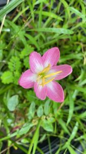 ฃ.หัวดอกบัวดิน ชื่อ Zodiac Surprise หัวละ 10 บาท