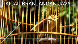 pakan burung gacor branjangan pakan burung branjangan varva burung apung bagus sehat rajin bunyi berkicau gacor dor gacor cor termurah murah meriah murah banget terlaris laris manis lark bird feed canary seeds insect powder white millet multivitamin and m