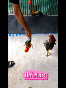 ไก่ยางพารา ไก่ล่อ ไก่ปลอม อุปกรณ์สำหรับออกกำลังกายไก่ชน รุ่น299