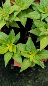 5 cây hoa mồng gà trồng kịp tết