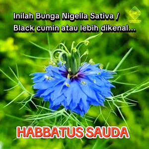 Kapsul Habbatus sauda 100% asli Handmade Kapsul halal Pejuang Kota Herbs