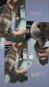 ขนมแมวเลีย PRIME 100pcsขนมแมวเลีย ไม่เติมเกลือโซเดียมต่ำสุขภาพดีอร่อย โภชนาการสูง ราคาถูก ขนาด15กรัม พร้อมส่งจากไทย 🇹🇭