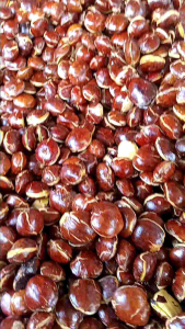 Jengkol Tua fresh kemasan 500gram dan 1kg