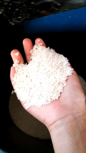 ข้าวหอมมะลิสุรินทร์ แท้100% ข้าวฤดู2568 [ขนาด5กก.] ส่งตรงจากเกษตรกรจ.สุรินทร์