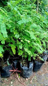 Tanaman Saga: Pohon Herbal & Apotek Hidup