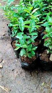 Tanaman Perdu Pohon Salam - Salam Bumbu Dapur - Tanaman Hidip