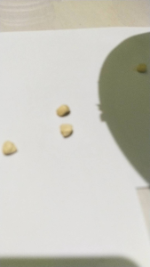 Benih Jagung Putih Ketan (500 Butir) Bibit Jagung Putih Ketan Unggul