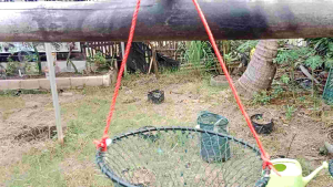 Koja Korang Wadah Tempat Ikan Yang Kuat Tebal Panjang