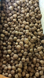 KENTANG khusus buat keripik 1kg