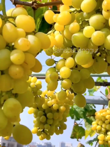 Bibit Anggur Import Cotton Candy Seedles Grafting Valid Murah Berkualitas