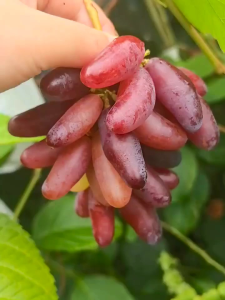 Bibit Anggur Import Flamenco Grafting Valid Murah Berkualitas