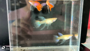 Guppy孔雀鱼 - red eye ribbon purple big ear red tail Guppy -红眼紫大耳缎带孔雀（1pair）random