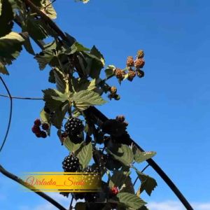 [Virladia Seeds] Biji Benih tanaman BlackBerry