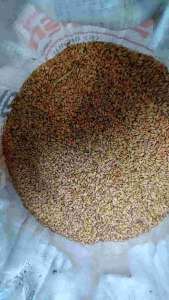 เมล็ดพันธุ์ข้าวไร่ดอยแท้100% (ข้าวจ้าว)ข้าวไร้บรรจุ 1kg.