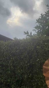 Kelopak Bunga Dekorasi Pelaminan pernikahan Bunga Daisy jumbo / Artificial Flower / Kap Bunga Dekorasi / Bunga Hias / Giant Flower Premium