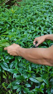Purong Organiko | Serpentina Fresh Leaves and Stems 50 Grams Per Pack Organic Natural Pesticide-Free. Traditionally Support blood sugar Regulates Menstrual Cycle