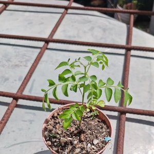 Curry leaves plant