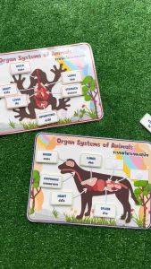 ระบบอวัยวะของสัตว์ สื่อการสอนวิทยาศาสตร์ สื่อการสอนทำมือ