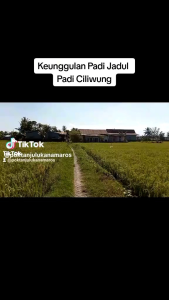 Benih padi CILIWUNG 02 BERKUALITAS kemasan (5kg)