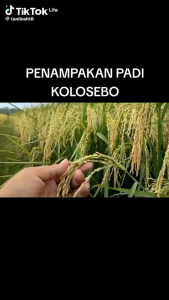 BENIH PADI KOLOSEBO 02 Kemasan (1KG)